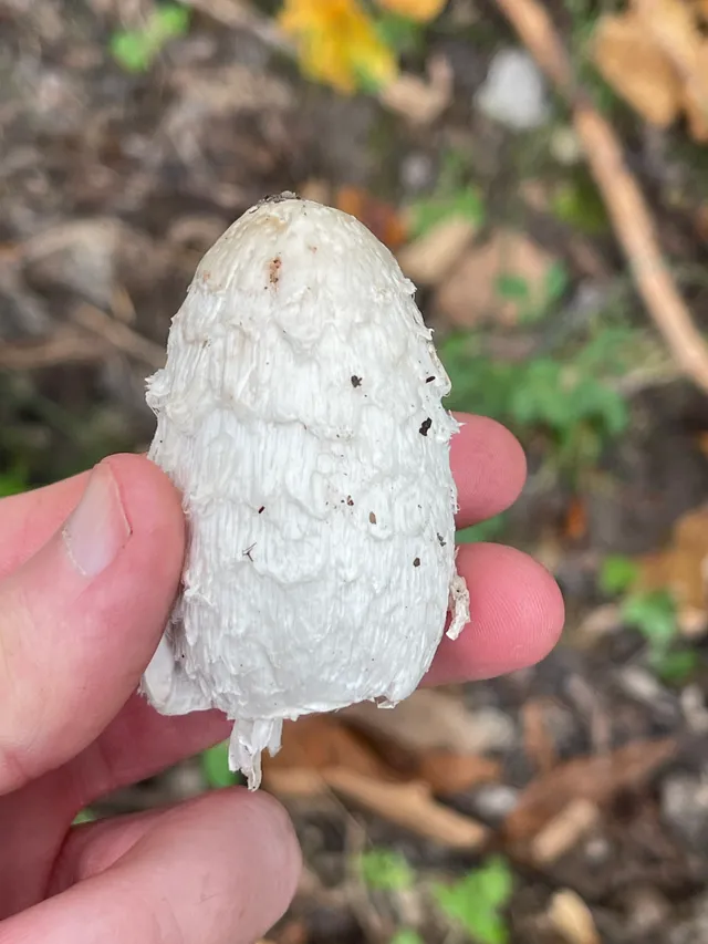 Shaggy ink cap