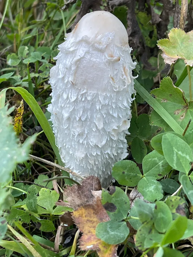 Shaggy ink cap
