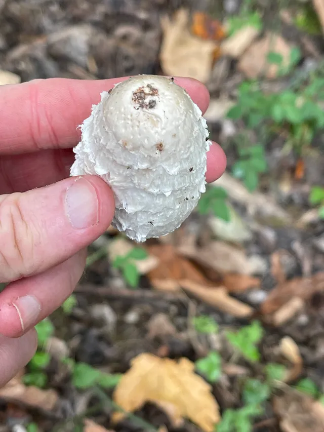 Shaggy ink cap
