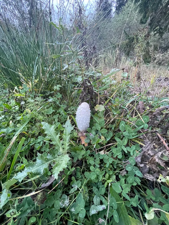 Shaggy ink cap