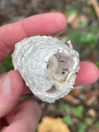 Shaggy ink cap — 3