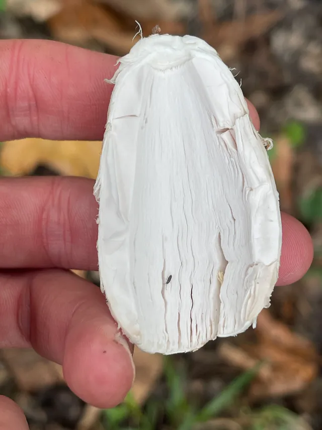 Shaggy ink cap