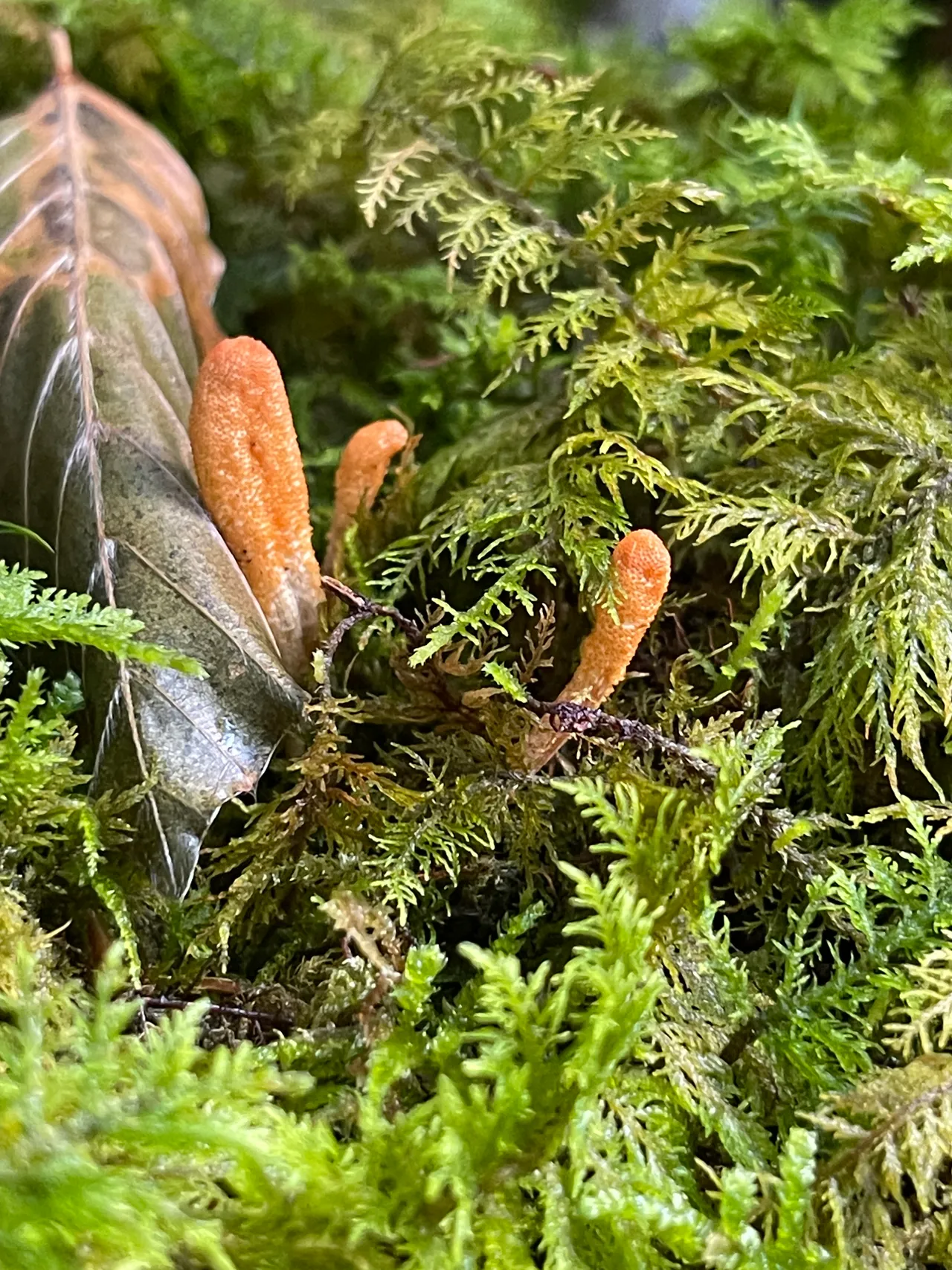 Caterpillar fungus — 1