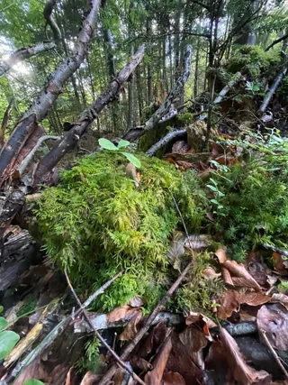 Caterpillar fungus — 2