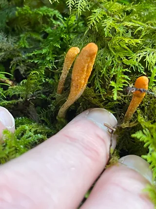 Caterpillar fungus — 3