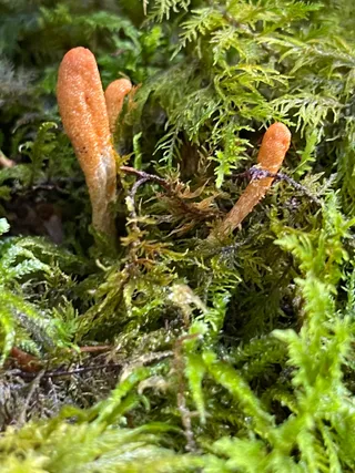 Caterpillar fungus — 4