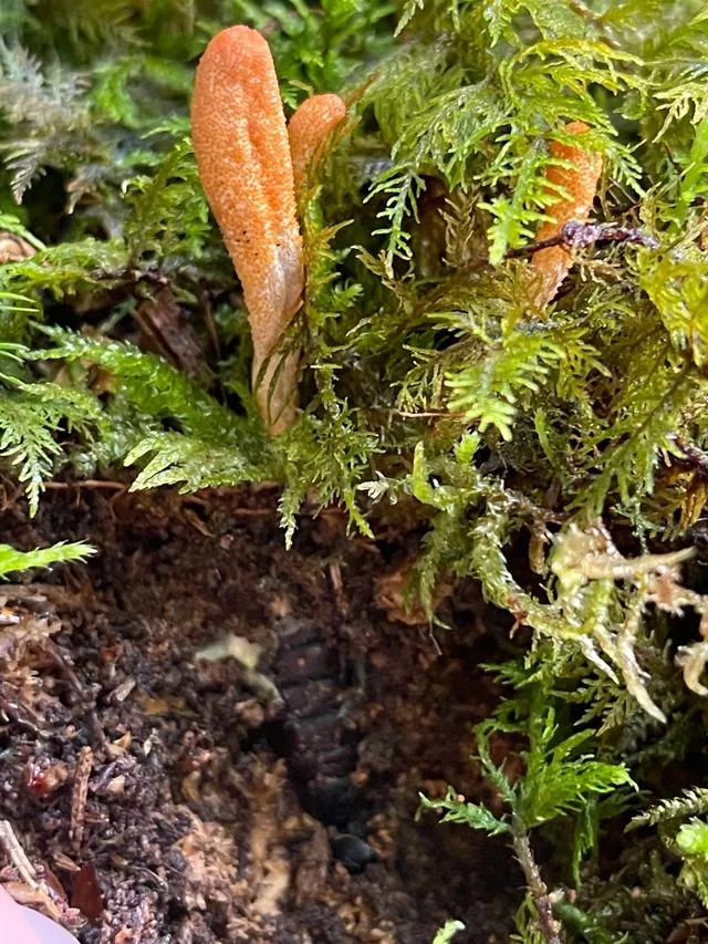 Caterpillar fungus