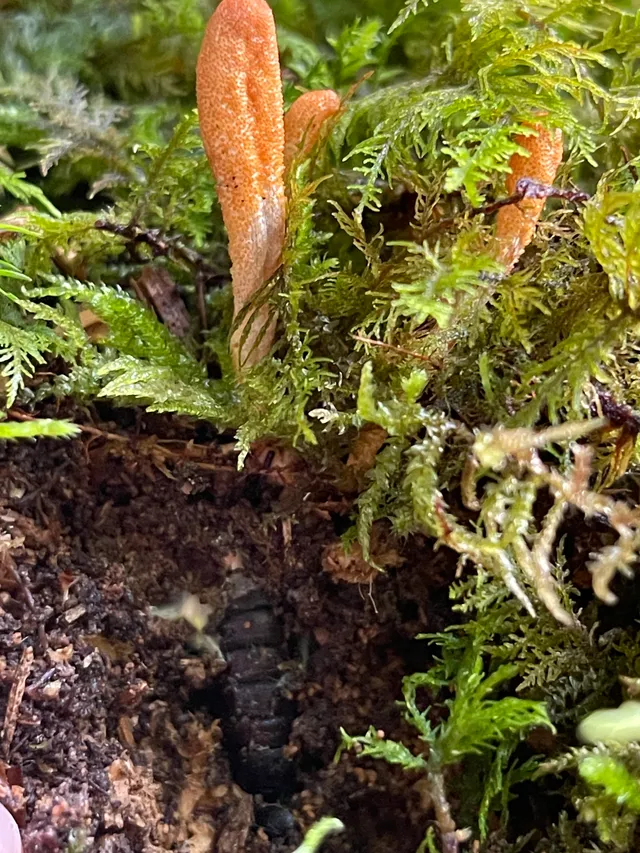 Caterpillar fungus