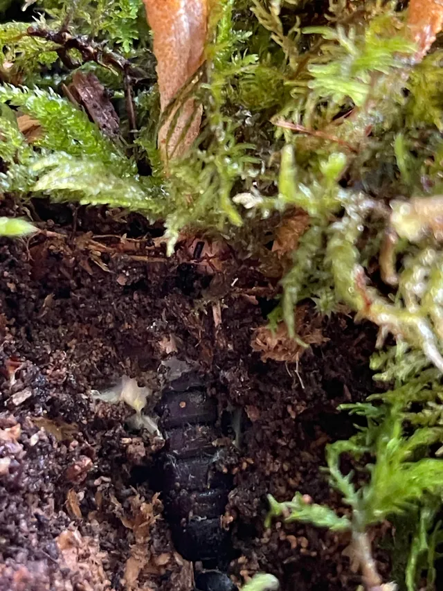 Caterpillar fungus