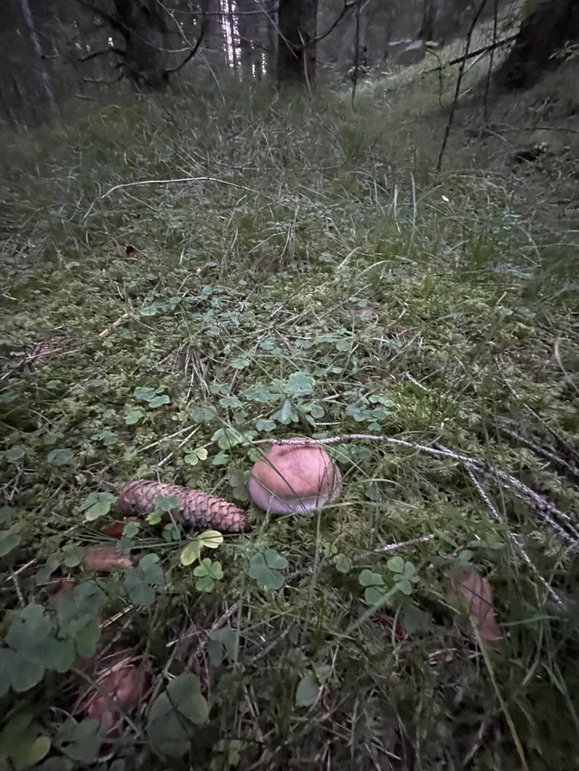 Large webcap
