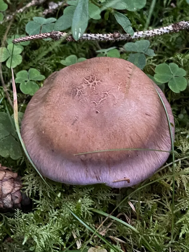 Large webcap