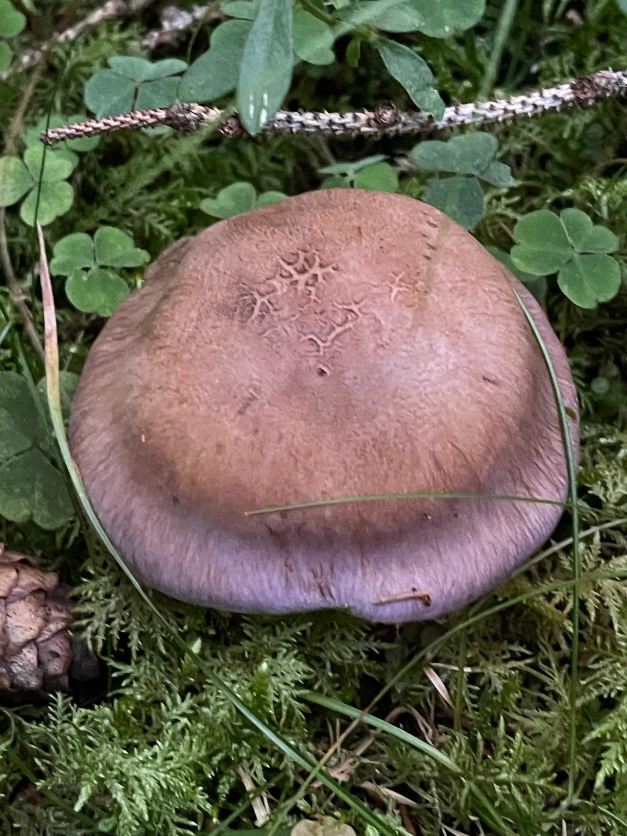 Large webcap — 1