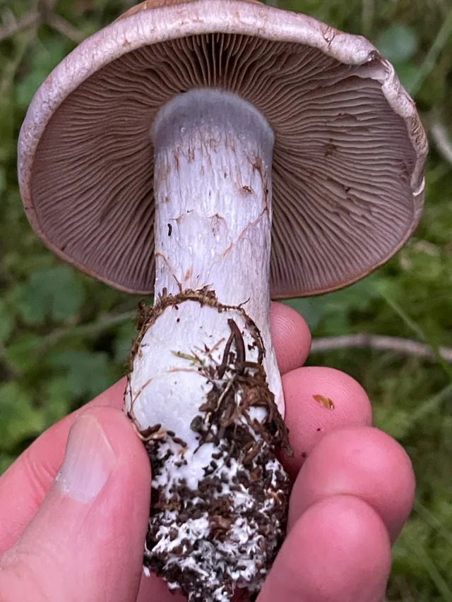 Large webcap