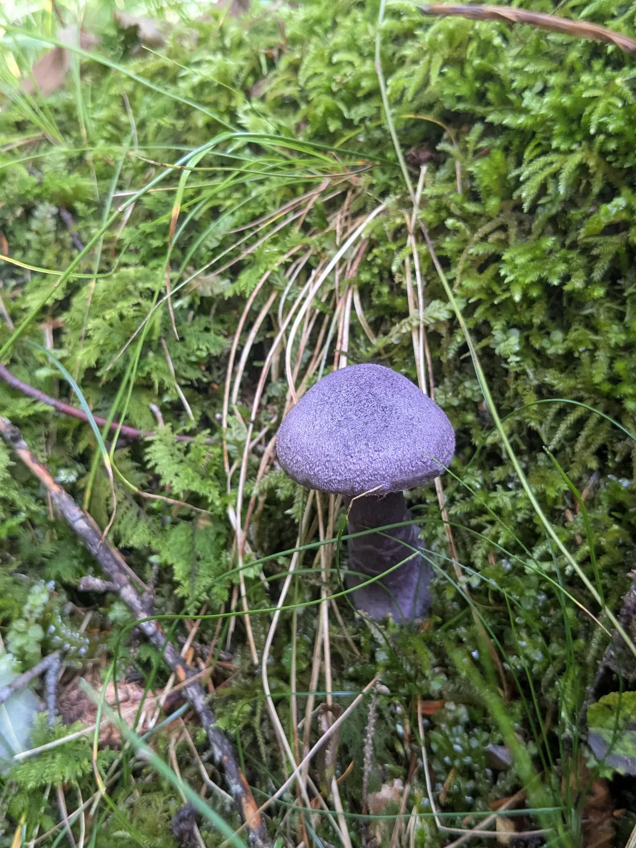 Violet Webcap — 1