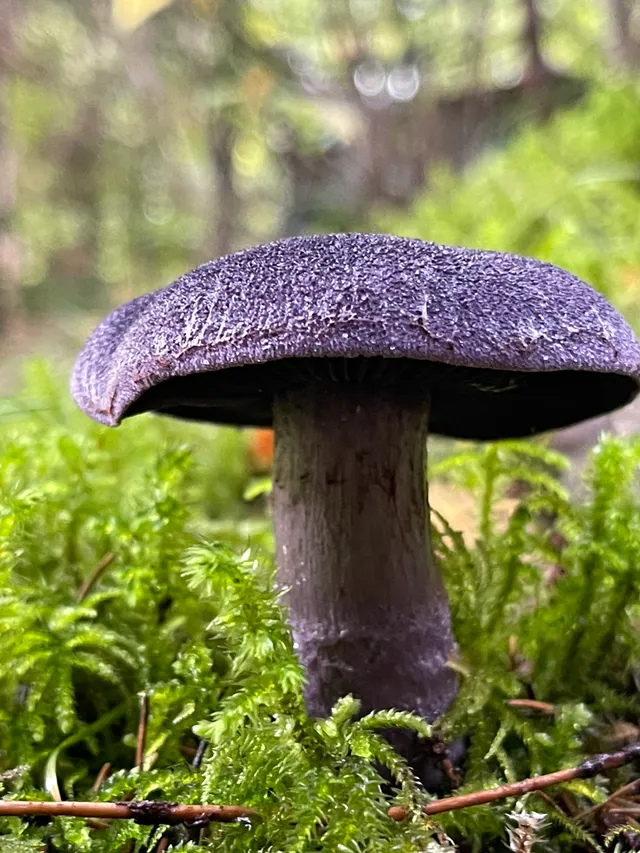 Violet Webcap