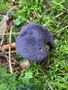 Violet Webcap
