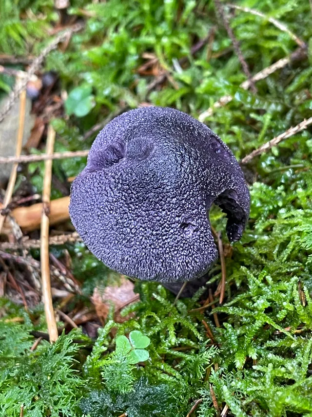 Violet Webcap