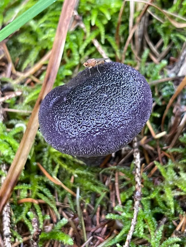 Violet Webcap