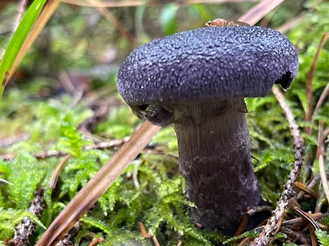 Violet Webcap