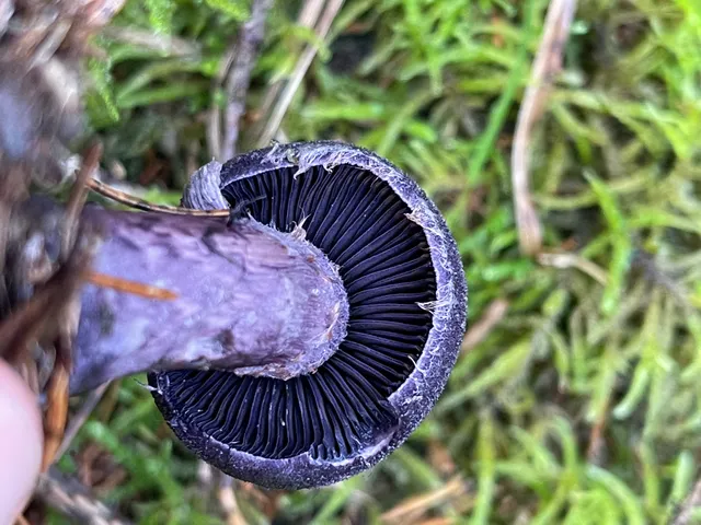 Violet Webcap