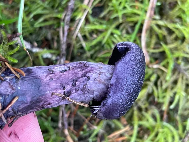 Violet Webcap