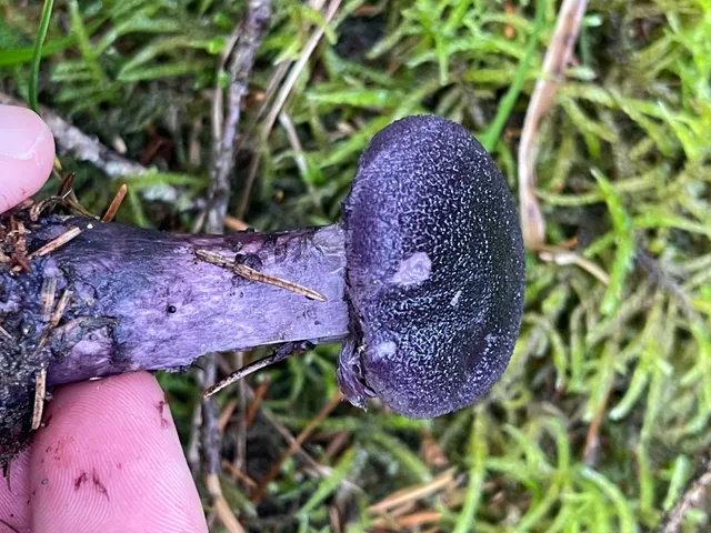 Violet Webcap