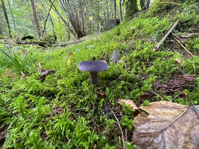 Violet Webcap