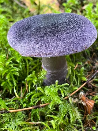 Violet Webcap — 4