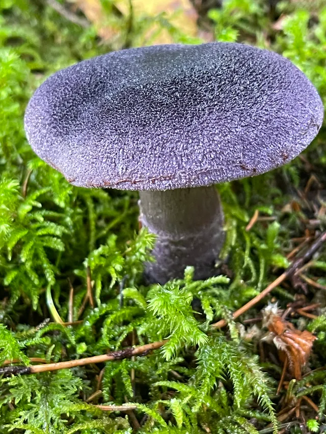 Violet Webcap