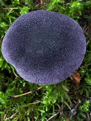Violet Webcap — 5