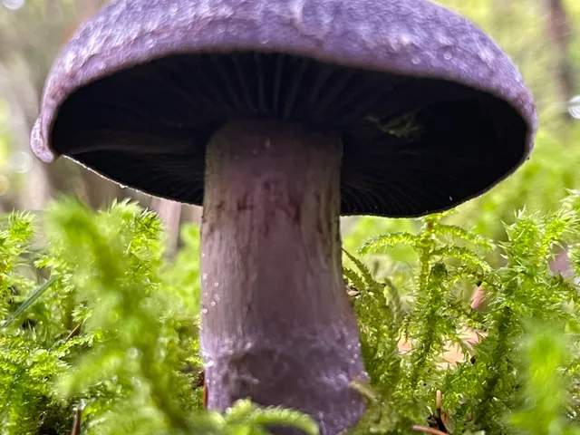 Violet Webcap