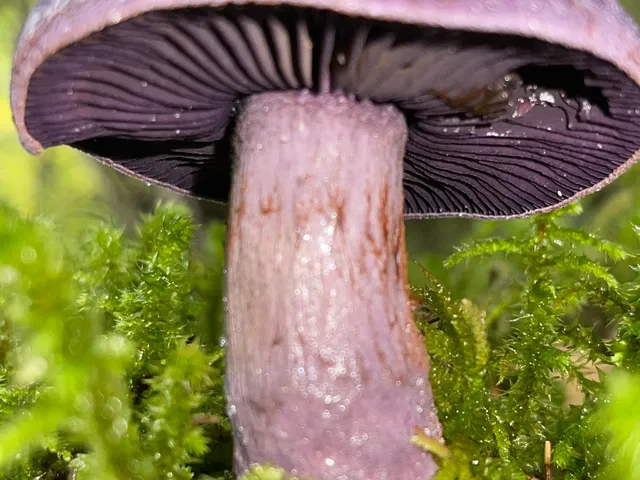 Violet Webcap