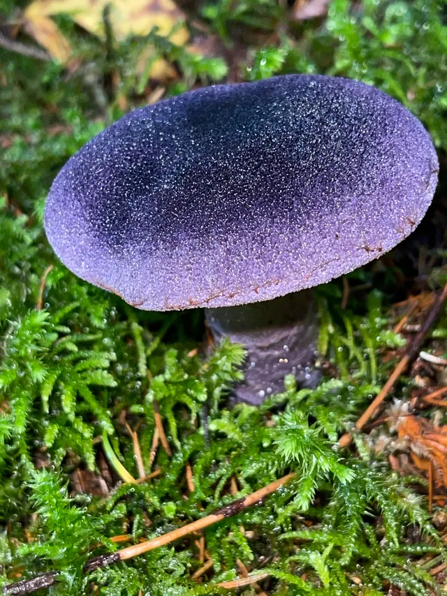 Violet Webcap