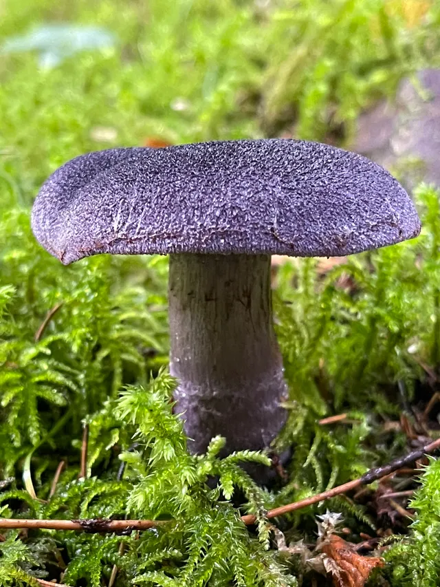 Violet Webcap