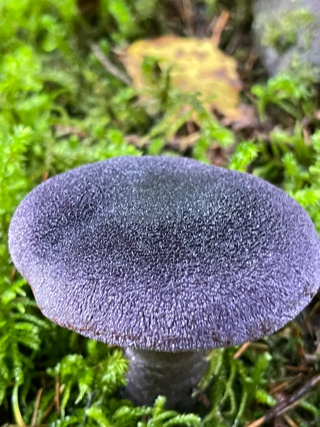 Violet Webcap