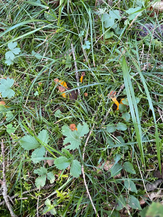 Yellowfoot chanterelle — 2