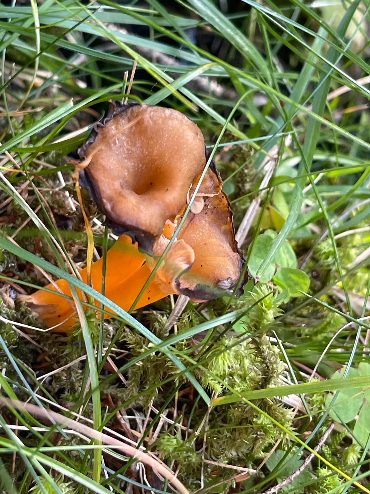 Yellowfoot chanterelle — 1