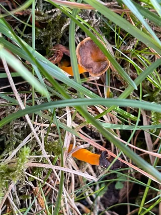 Yellowfoot chanterelle — 3