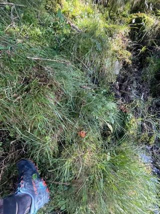 Yellowfoot chanterelle — 4