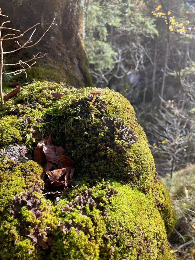 Trumpet chanterelle