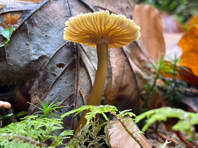 Trumpet chanterelle