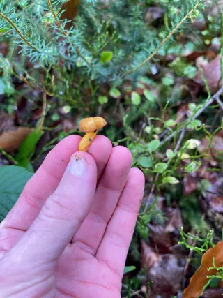 Trumpet chanterelle — 5