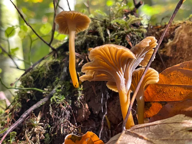 Trumpet chanterelle