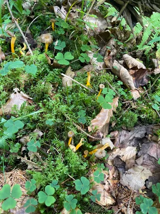 Trumpet chanterelle — 2