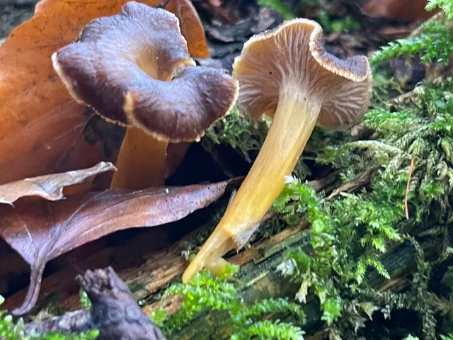 Trumpet chanterelle