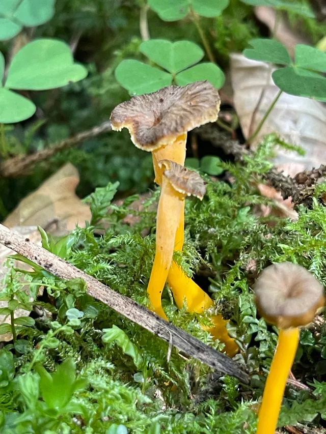 Trumpet chanterelle
