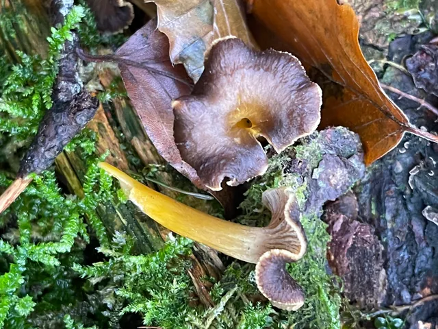 Trumpet chanterelle