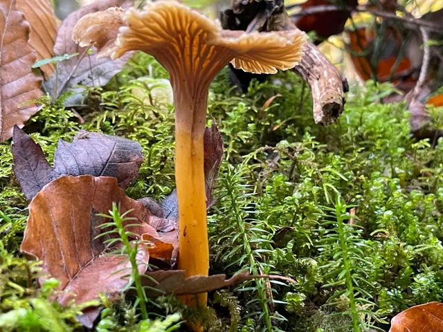 Trumpet chanterelle