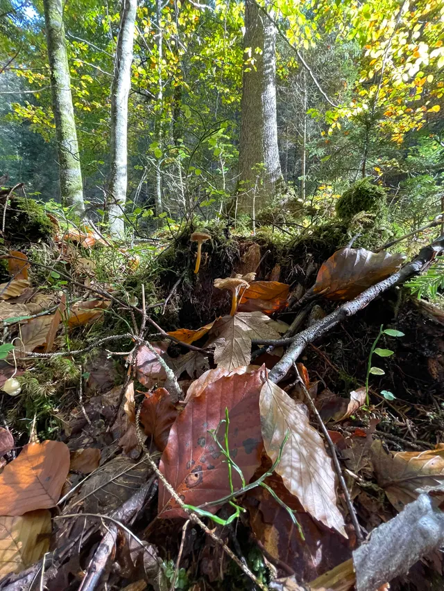 Trumpet chanterelle