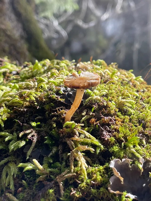Trumpet chanterelle